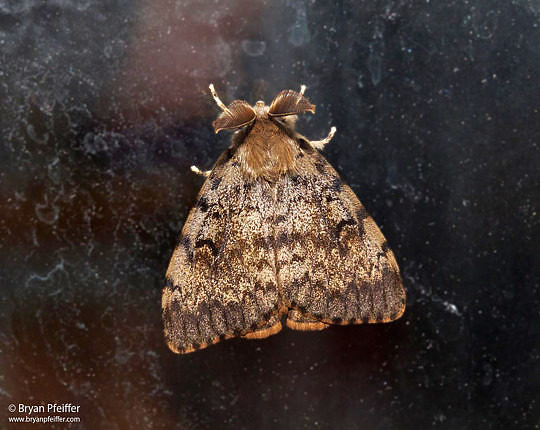 Gypsy Moth (Lymantria dispar) adult / Maine / 16 August 2017 / © Bryan Pfeiffer