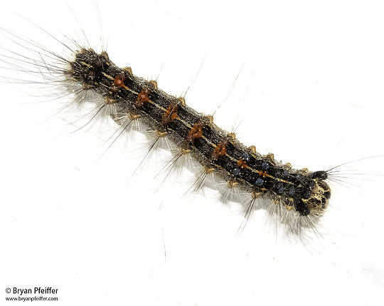 Gypsy Moth (Lymantria dispar) larva / Vermont / 13 June 2021 / © Bryan Pfeiffer