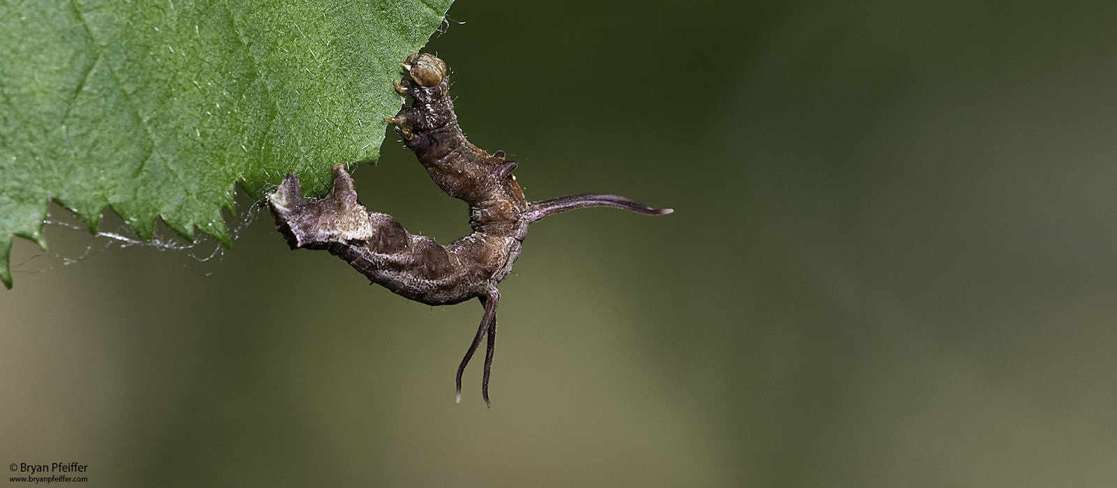Nematocampa resistaria larva by Bryan Pfeiffer