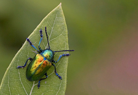 Common Dogband Beetle by Bryan Pfeiffer