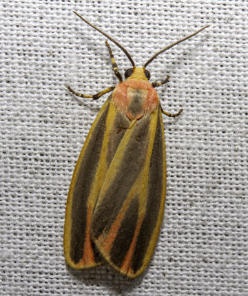 Painted Lichen Moth (Hypoprepia fucosa) — common during the blitz