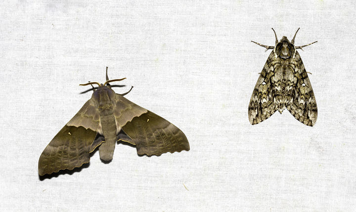 Modest Sphink (Pachysphinx modesta) and Waved Sphink (Ceratomia undulosa) — big, charismatic and common.