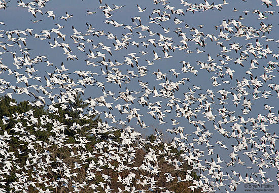 Snow Geese by Bryan Pfeiffer