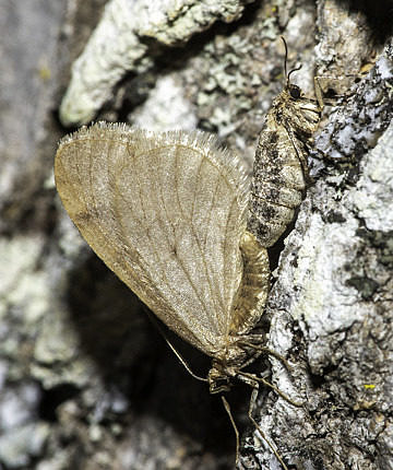 Another mating pair, the wingless, camouflaged female 