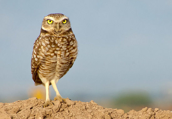 Burrowing Owl by Bryan Pfeiffer