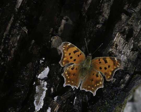 Eastern Comma (Polygonia comma) photographed by me in Arkansas on 2 Mar 2006