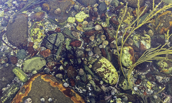Life in the tide pool