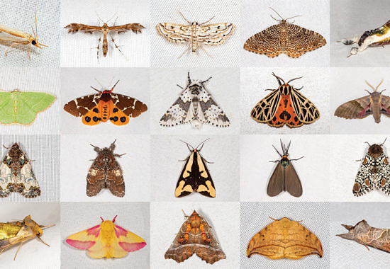 Moth Montage by Bryan Pfeiffer
