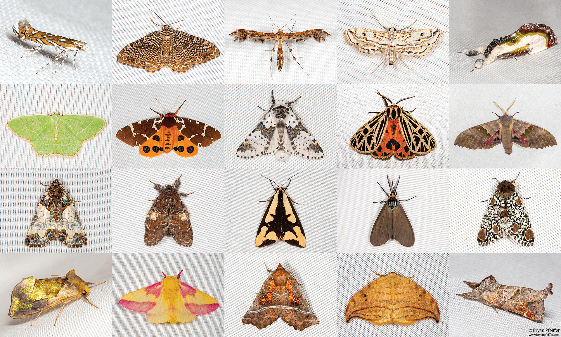 The Moth, Blog