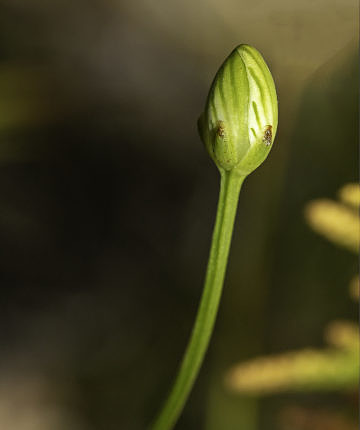 A flower in bud