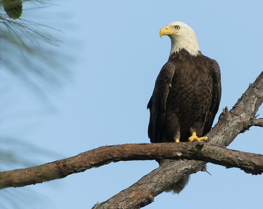 Bald Eagle