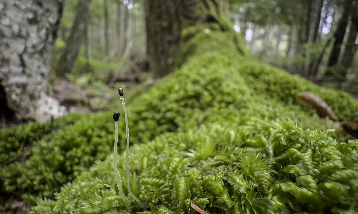Bazzania trilobata and sporophyte of another liverwort species - iPhone