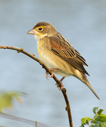 Dickcissel