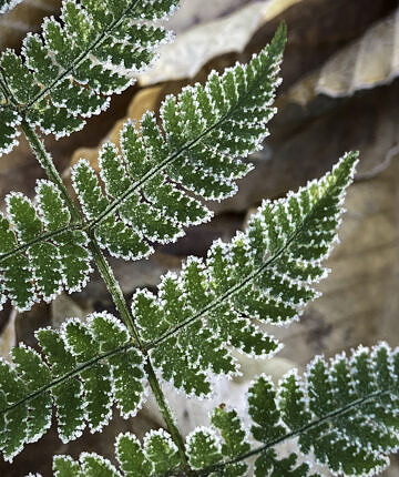 Frosted Dryopteris - iPhone