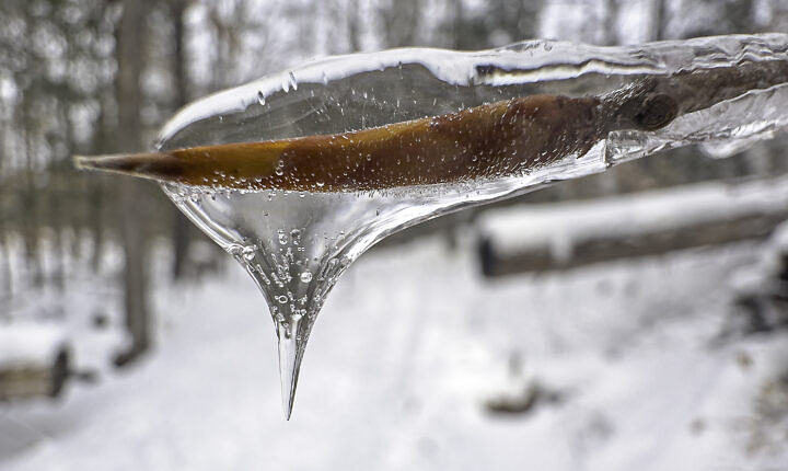 Fagus grandifolia (Americann Beech) on ice - iPhone