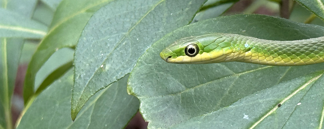 Green Snake - iPhone