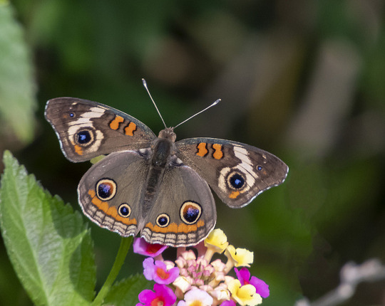 Junonia coenia (Common Buckeye)