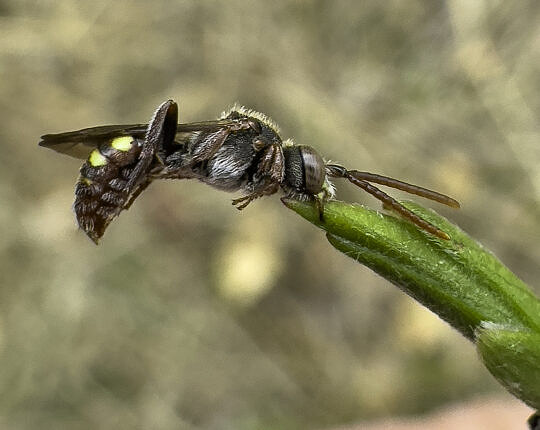 Nomad bee (Nomada sp.) sleeping – iPhone
