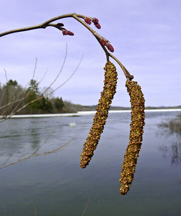 Alnus incana (Speckled Alder) male catins