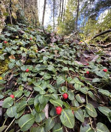 Gaultheria procumbens (American Wintergreen) - iPhone